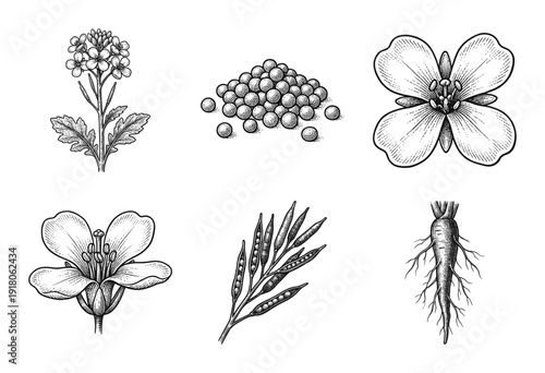 Vintage botanical engraving of mustard plant components including flowers seeds pods and root system in a classic line art style.