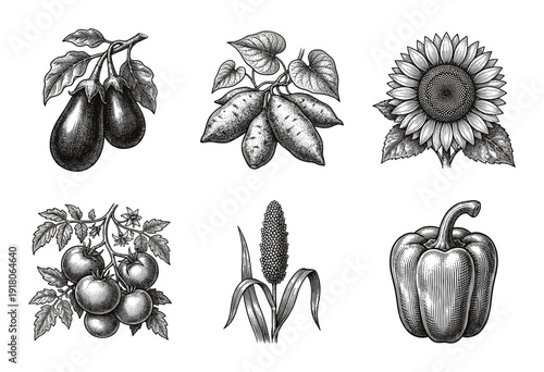 Vintage botanical woodcut illustration set featuring detailed engravings of eggplant, sweet potato, sunflower, tomato, corn, and bell pepper.