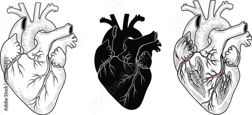 Human heart anatomy illustrations, medical diagram artwork, cardiovascular system graphics, educational biology chart, internal organ design, healthcare vector drawing, flat vector illustration