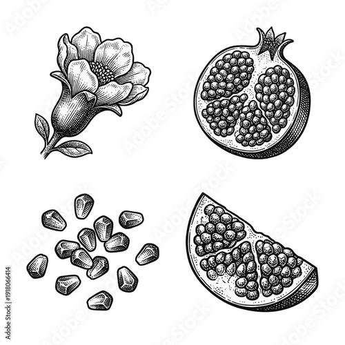 Vintage engraving of pomegranate botanical set featuring flower, fruit cross section, and individual arils in a classic woodcut line art style.