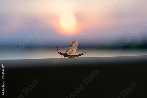 Foto mayfly on fence rail at sunset