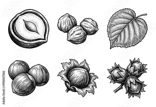Set of hazelnut botanical illustrations in vintage woodcut engraving style featuring whole nuts shells and foliage