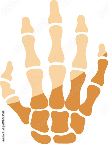 Stylized Human Hand Skeleton Bones Anatomy Minimal Vector