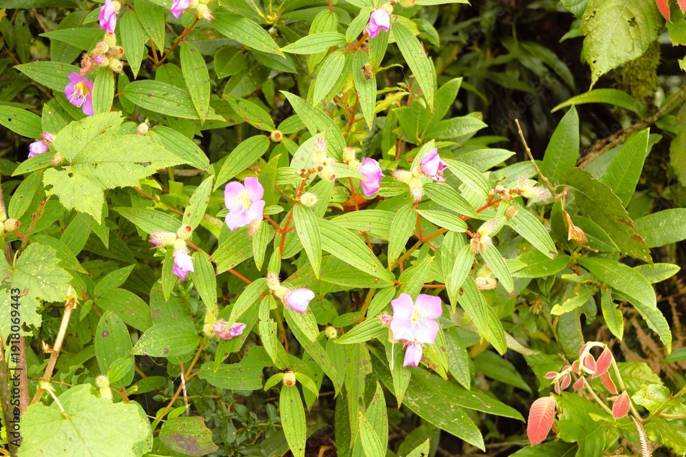 Obraz premium Pink Melastoma Affine Wildflower in Annapurna Region Nepal Himalaya Annapurna Trek Flora