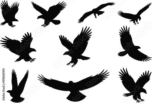 Flying eagle silhouettes collection, black bird of prey shapes, isolated raptor poses, wildlife design elements, freedom, power, nature