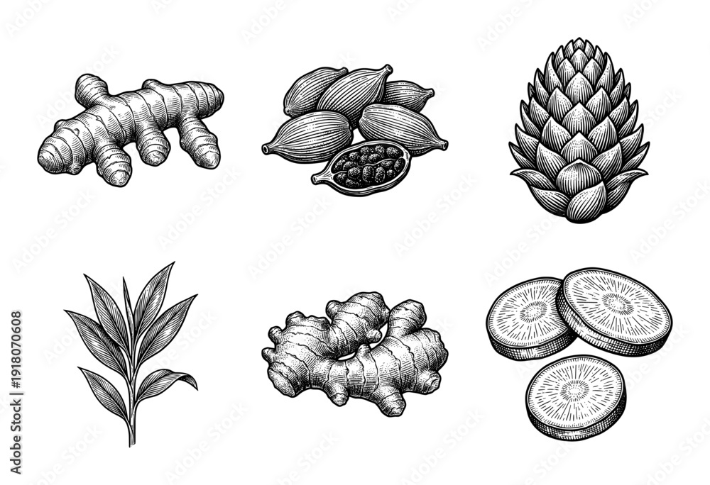 Fototapeta premium Vintage engraving style collection of ginger root cardamom pods turmeric leaves and sliced rhizomes on a white background.