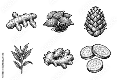 Vintage engraving style collection of ginger root cardamom pods turmeric leaves and sliced rhizomes on a white background.
