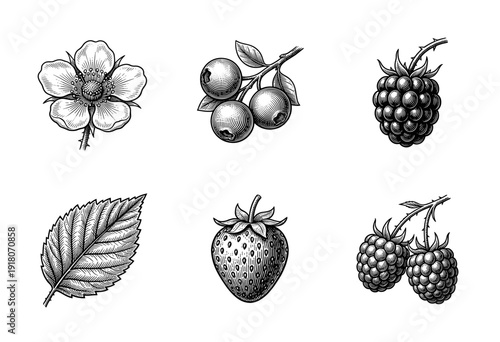 Vintage botanical engraving collection of forest berries including strawberries blueberries and raspberries with a detailed leaf and flower blossom.