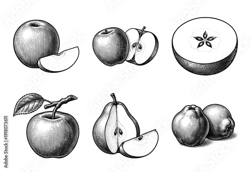 Vintage engraving collection of assorted pome fruits including apples pears and quinces in etched woodcut style