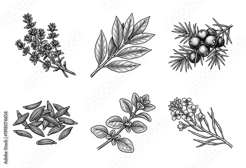 Vintage engraving collection of culinary herbs and spices featuring thyme, bay leaf, juniper, cumin, oregano, and mustard plant.