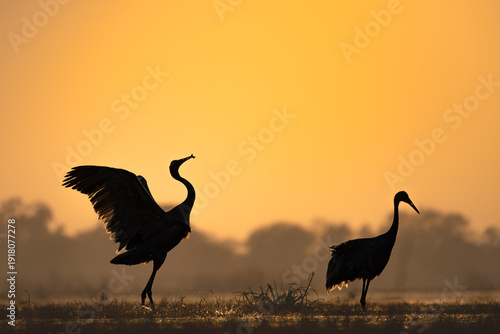 Cuadro en lienzo Two Sarus Cranes in silhouette during golden sunrise at Keoladeo National Park a