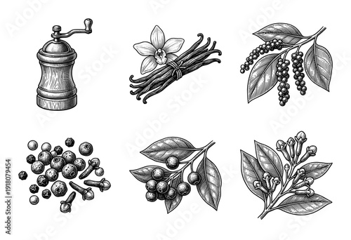 Vintage engraving style collection of aromatic spices featuring black pepper mill vanilla beans cloves and peppercorns on branches
