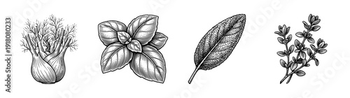 Vintage style botanical illustration of fresh culinary herbs including fennel bulb basil leaves sage and thyme sprigs in a woodcut engraving aesthetic.