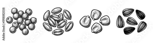 Vintage engraving style collection of various agricultural cereal grains and seeds including corn wheat sunflower and pepper berries