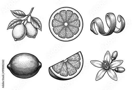 Set of lemon citrus fruit botanical illustrations featuring whole fruit, slices, blossoms, and peel in a vintage woodcut engraving style
