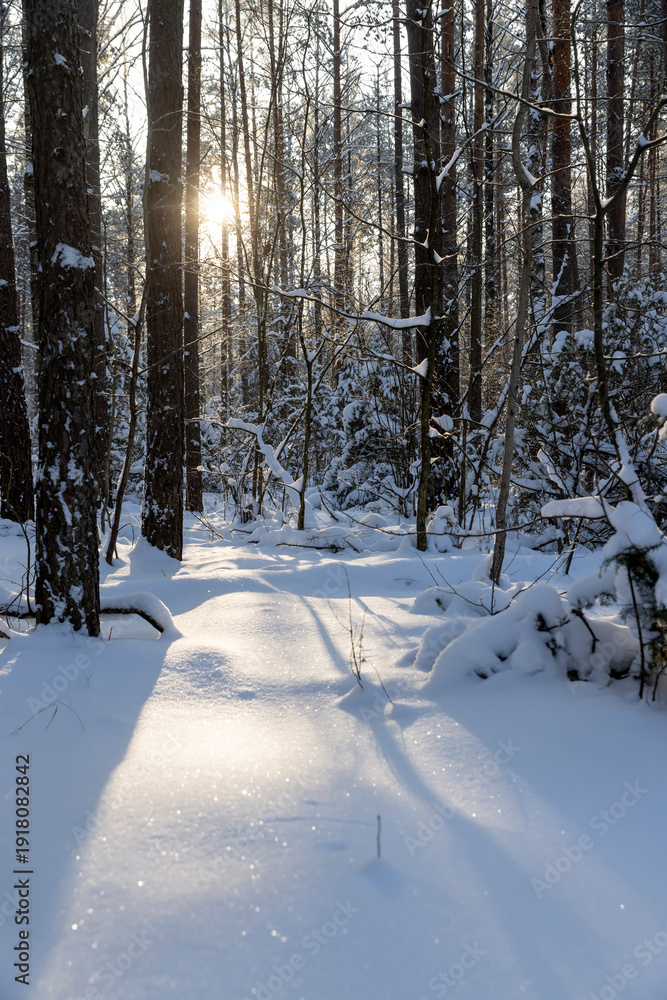 Fototapeta premium mixed forest with tall pines in a forest with snow and large white snowdrifts in nature after snowfalls, white bright and crisp snow in a coniferous forest with tall old pine trees