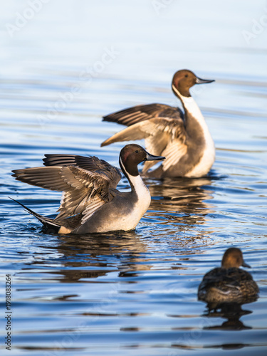 Photos Northern Pintail, Anas acuta, birds on marshes