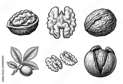 Vintage walnut botanical collection featuring hand drawn engraving style illustrations of whole nuts shells kernels and leafy branches