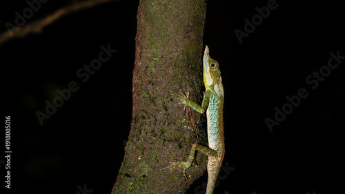 Ceratophora tennentii G nther and Gray, 1861 (Leafnose lizard)