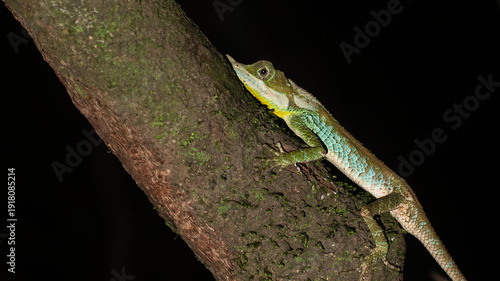 Ceratophora tennentii G nther and Gray, 1861 (Leafnose lizard)