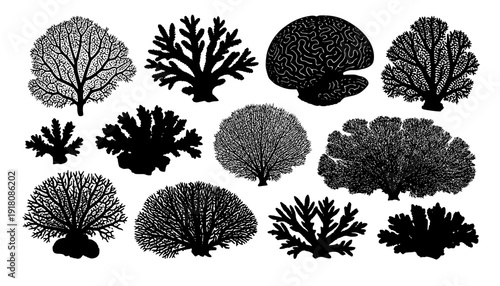 coral silhouettes
