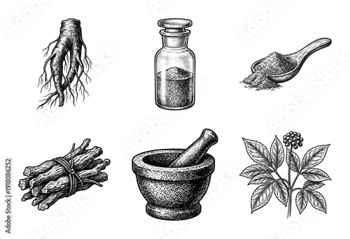 Vintage engraving style collection of ginseng root and traditional herbal medicine preparation tools including mortar and pestle