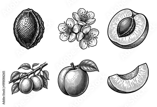 Vintage engraving style plum fruit collection featuring blossoms, leaves, stone pits, and whole and sliced fruit in a detailed woodcut illustration.