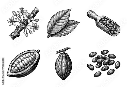 Vintage engraving of cacao botanical elements featuring cocoa pods, beans, blooming flowers, and leaves in a hand-drawn sketch style.