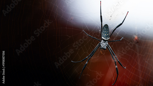 Bild auf Leinwand Bali golden orb-waver spider on the net