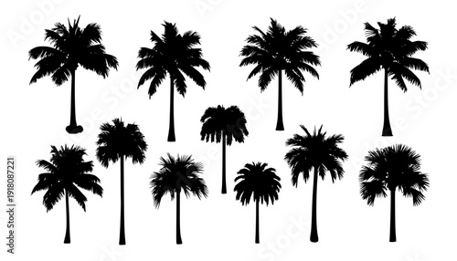 palm silhouttes
