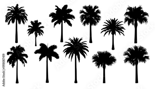 palm silhouttes
