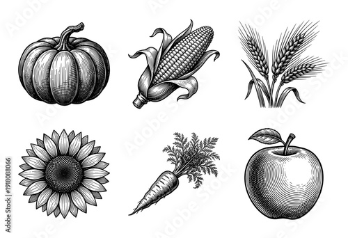 Vintage engraving style collection of autumn harvest crops including pumpkin corn wheat sunflower carrot and apple isolated on white.