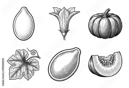 Vintage pumpkin botanical illustration set featuring whole fruit, slice with seeds, blossoms, autumn leaves, and tendrils in a detailed woodcut engraving style.