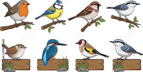 Set of realistic garden bird vector icons including robin kingfisher and blue tit perched on branches and wooden signs for nature education design.