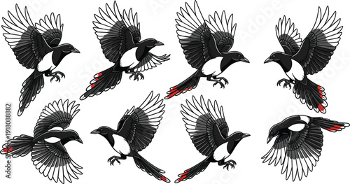 Set of flying magpie and black crow bird vector illustrations with open wings isolated on white background for nature, wildlife, or tattoo design concepts.