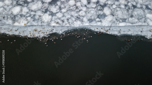 Slika na platnu Ducks on ice. Wintering birds. Aerial survey