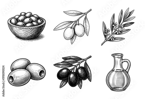 Vintage hand drawn olive harvest collection featuring branches, fruits, blossoms, and oil carafe in a detailed woodcut engraving style.