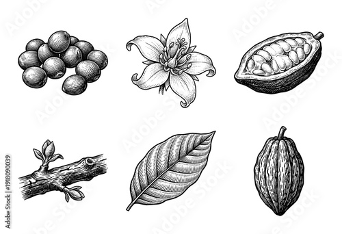 Vintage engraving of cocoa plant elements featuring chocolate pods, beans, seeds, leaves, and botanical flowers in a hand drawn woodcut style.
