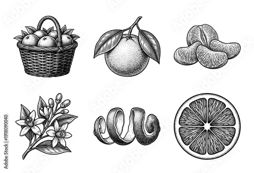Vintage engraving style collection of oranges featuring a woven basket, citrus segments, flowering blossoms, spiral peel, and cross-section slices.