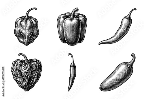 Vintage engraving style collection of various pepper varieties including bell chili habanero and jalapeno isolated on white
