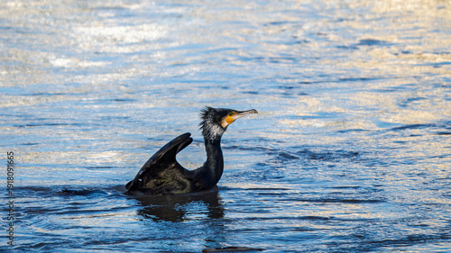 Foto Takeoff of a cormorant on the Rhône River