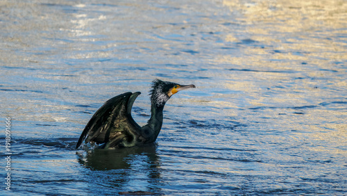 Schilderij op canvas Takeoff of a cormorant on the Rhône River