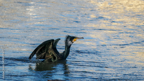 Takeoff of a cormorant on the Rhône River