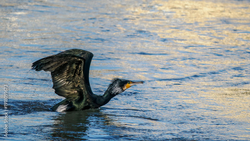 Takeoff of a cormorant on the Rhône River
