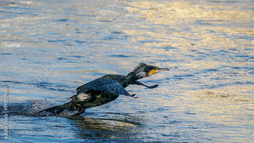 Takeoff of a cormorant on the Rhône River