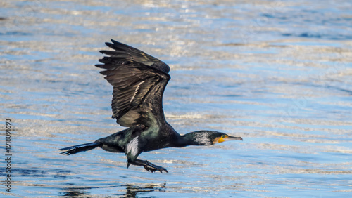 Takeoff of a cormorant on the Rhône River