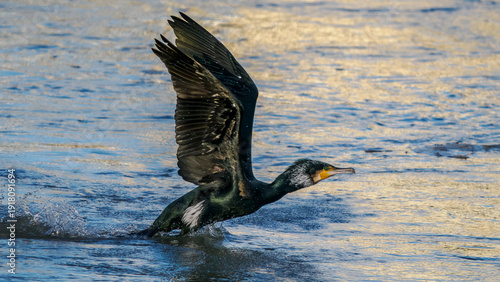 Takeoff of a cormorant on the Rhône River
