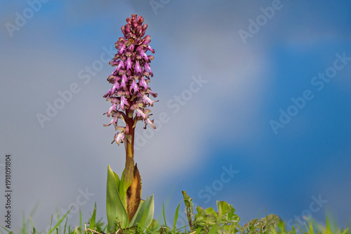 Flowering of an orchid, Barlia Robertiana (Himantoglossum) on the banks of the Rhône