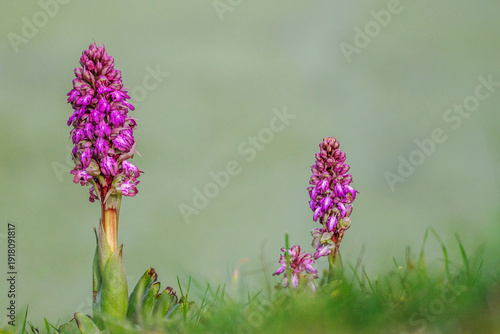 Flowering of an orchid, Barlia Robertiana (Himantoglossum) on the banks of the Rhône