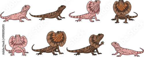 Collection of Australian frilled neck lizard vector illustrations in various poses with open and closed frills isolated on white background for wildlife design.